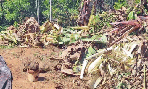 നസ്രാണിക്കാട്ടിൽ സ്ഥിരതാമസമാക്കി കാട്ടാനകൾ നസ്രാണിക്കാട്ടിൽ സ്ഥിരതാമസമാക്കി കാട്ടാനകൾ