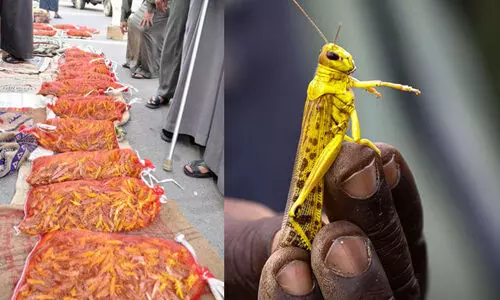 അറബികളുടെ ഇഷ്​ടഭക്ഷണം, പൊടിപൊടിച്ച്​ വെട്ടുകിളി കച്ചവടം