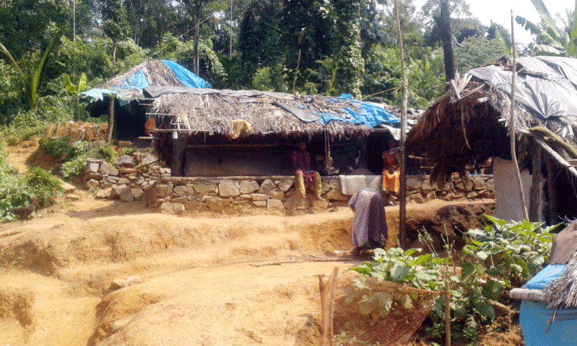 പു​ല്ലു​മേ​ഞ്ഞ ആദിവാസിക്കുടിൽ