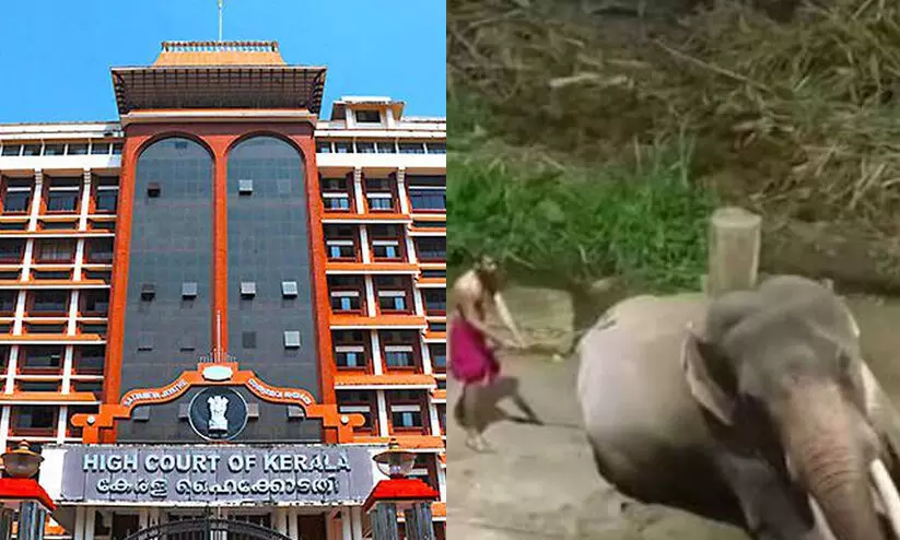 ആനക്കോട്ടയിൽ നടക്കുന്നതിനെ സംബന്ധിച്ച് ദേവസ്വത്തിന് എന്തെങ്കിലും അറിവുണ്ടോ..?; ആനകളെ മർദിച്ച സംഭവത്തിൽ ഇടപെട്ട് ഹൈകോടതി ആനക്കോട്ടയിൽ നടക്കുന്നതിനെ സംബന്ധിച്ച് ദേവസ്വത്തിന് എന്തെങ്കിലും അറിവുണ്ടോ..?; ആനകളെ മർദിച്ച സംഭവത്തിൽ ഇടപെട്ട് ഹൈകോടതി