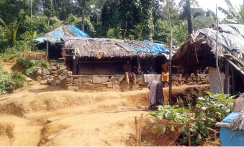 പു​ല്ലു​മേ​ഞ്ഞ ആദിവാസിക്കുടിൽ