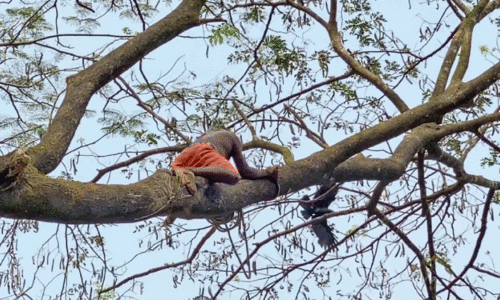 മരത്തിൽ കുടുങ്ങിയ കാക്കയെ സുകുമാരൻ രക്ഷപ്പെടുത്തുന്നു മരത്തിൽ കുടുങ്ങിയ കാക്കയെ സുകുമാരൻ രക്ഷപ്പെടുത്തുന്നു