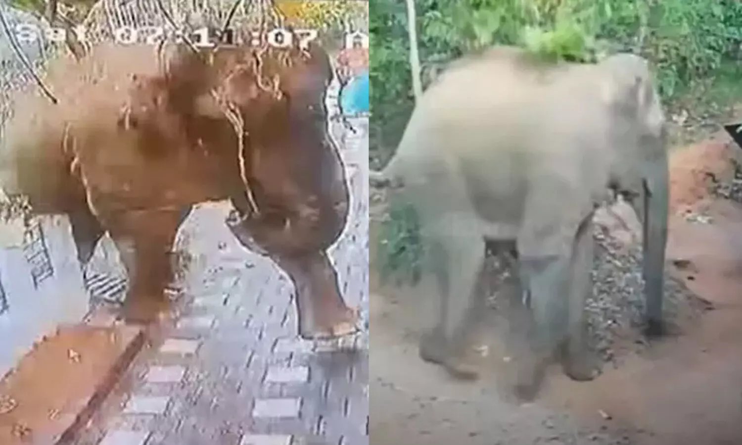 mananthavady elephant 98786