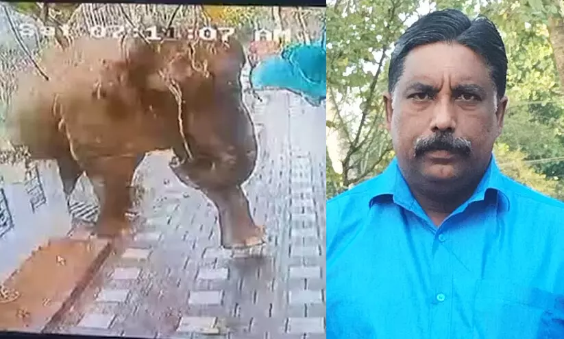 ajeesh wild elephant attack