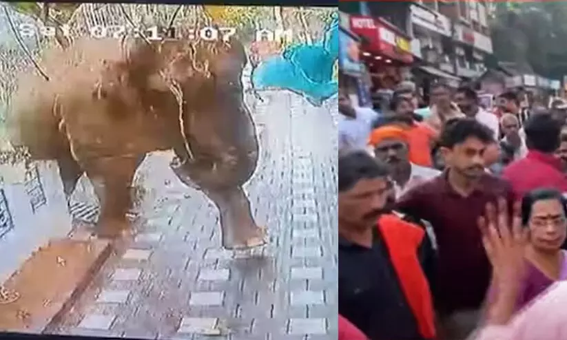 Wild Elephant attack