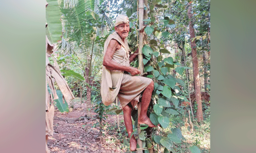 ഏണിമേൽ കയറി കുരുമുളക് പറിക്കുന്ന രാമൻ ഏണിമേൽ കയറി കുരുമുളക് പറിക്കുന്ന രാമൻ