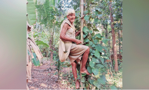 ഏ​ണി​മേ​ൽ ക​യ​റി കു​രു​മു​ള​ക് പ​റി​ക്കു​ന്ന രാ​മ​ൻ