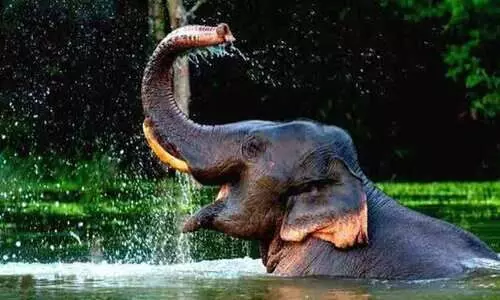 elephant