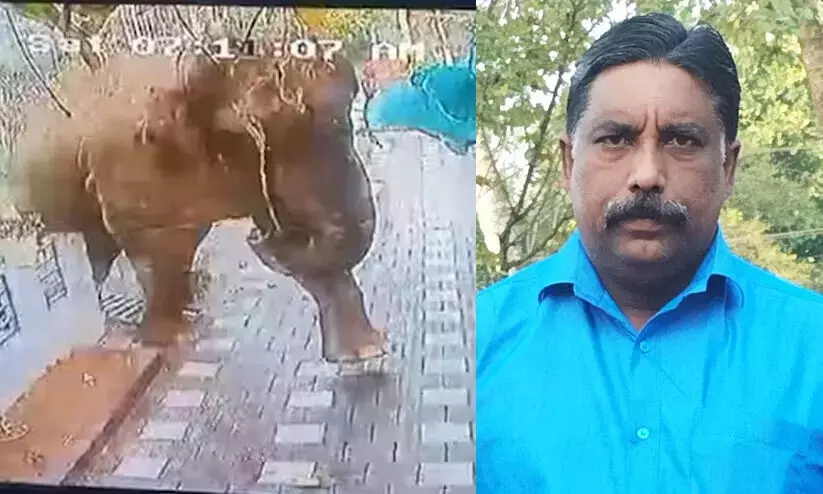 wild elephant wild elephant