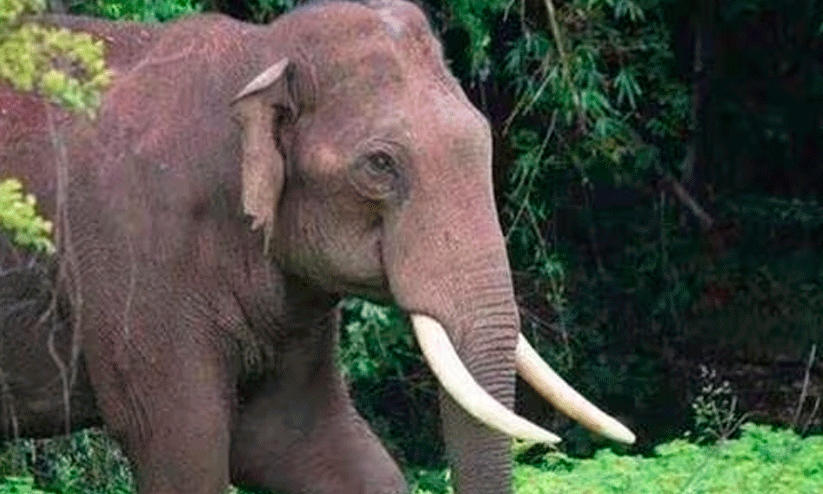 നാലു കൊല്ലത്തിനിടെ കാട്ടാന ​കൊന്നത്​ 79 പേരെ