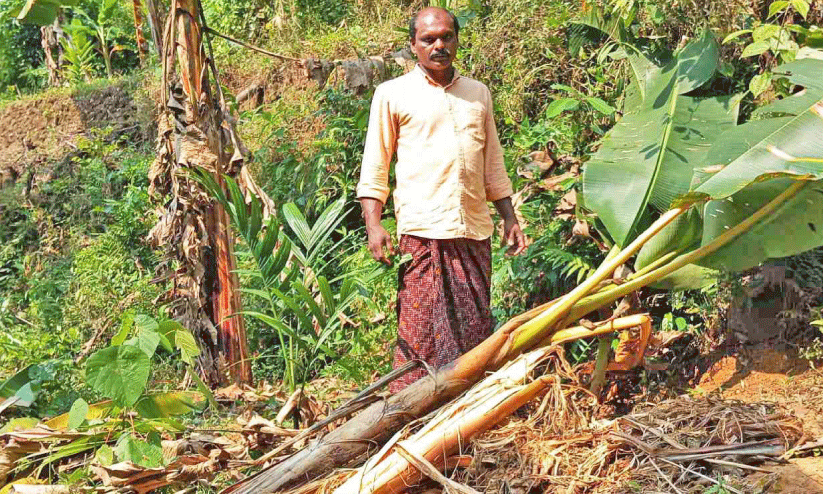 കാട്ടുപന്നി-നീർനായ് ആക്രമണം