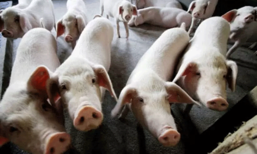 ആഫ്രിക്കൻ പന്നിപ്പനി ആലപ്പുഴയിലും; ജാഗ്രതയുമായി ഭരണകൂടം