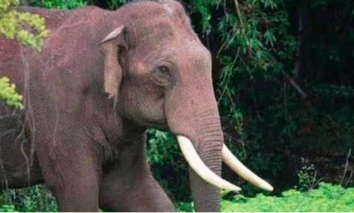 നാലു കൊല്ലത്തിനിടെ കാട്ടാന ​കൊന്നത്​ 79 പേരെ