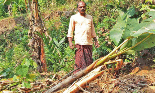കാട്ടുപന്നി-നീർനായ് ആക്രമണം