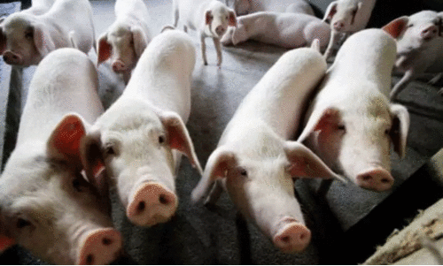 ആഫ്രിക്കൻ പന്നിപ്പനി ആലപ്പുഴയിലും; ജാഗ്രതയുമായി ഭരണകൂടം