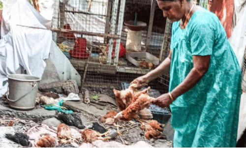 തെ​രു​വു​നാ​യ്ക്ക​ൾ ആ​ക്ര​മി​ച്ചു​കൊ​ന്ന കോ​ഴി​ക​ൾ
