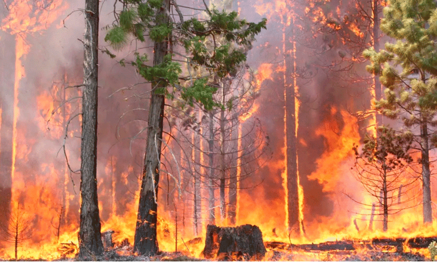 കാട്ടുതീ സാധ്യത;  ഫയർ ലൈൻ തെളിക്കണം