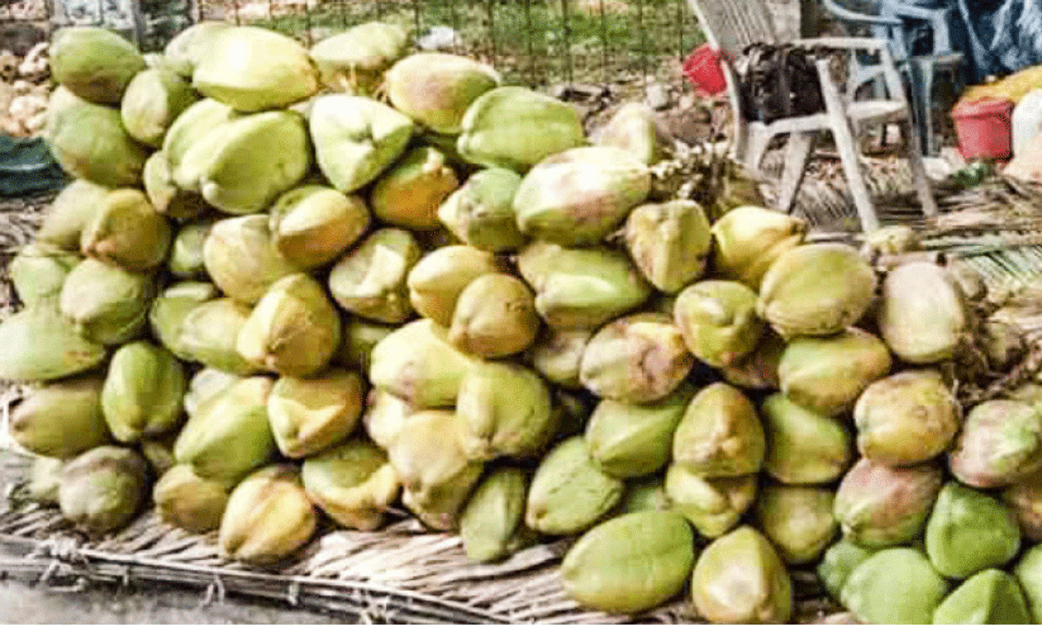 വേ​ന​ൽ ക​ന​ത്തു; വ​ഴി​യോ​ര  ക​രി​ക്ക് വി​ൽപ​​ന​ സ​ജീ​വം