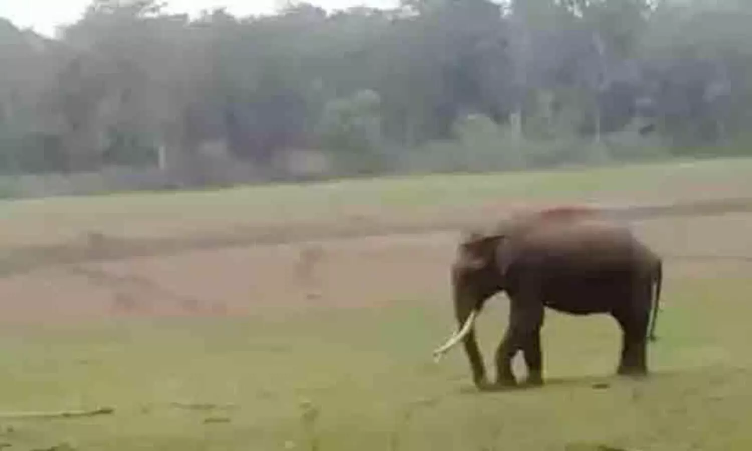 അതിർത്തിയിൽ നിരീക്ഷണത്തിന് പ്രത്യേക സംഘം: വയനാട്ടിലെ വന്യജീവി ആക്രമണം തടയാന്‍ നടപടികളുമായി സര്‍ക്കാര്‍