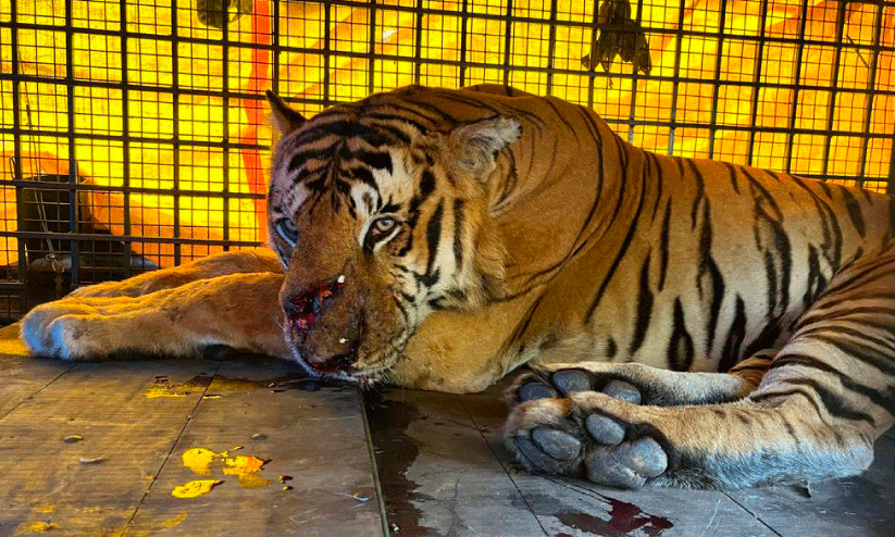 ഈ കൊലപാതകങ്ങൾക്ക്​  ആരാണ്​ ഉത്തരവാദി?