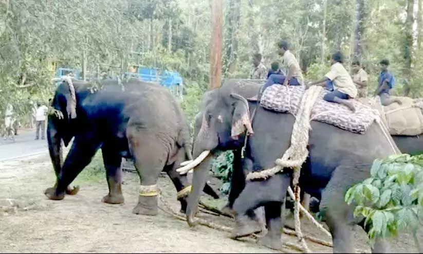 കർണാടകയിൽ പിടികൂടിയപ്പോൾ ബേലൂർ മഖ്നയെ കുങ്കിയാനകളുടെ സഹായത്തോടെ വാഹനത്തിലേക്ക് കയറ്റാൻ കൊണ്ടു പോകുന്നു (ഫയൽ) കർണാടകയിൽ പിടികൂടിയപ്പോൾ ബേലൂർ മഖ്നയെ കുങ്കിയാനകളുടെ സഹായത്തോടെ വാഹനത്തിലേക്ക് കയറ്റാൻ കൊണ്ടു പോകുന്നു (ഫയൽ)