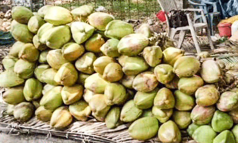 വേനൽ കനത്തു; വഴിയോര കരിക്ക് വിൽപന സജീവം വേനൽ കനത്തു; വഴിയോര കരിക്ക് വിൽപന സജീവം