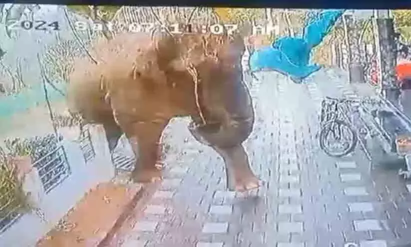 മാനന്തവാടിയിലിറങ്ങിയ കാട്ടാനയെ ഇന്നും മയക്കുവെടിവെക്കില്ല; നാളെ വയനാട്ടിൽ ഹർത്താൽ മാനന്തവാടിയിലിറങ്ങിയ കാട്ടാനയെ ഇന്നും മയക്കുവെടിവെക്കില്ല; നാളെ വയനാട്ടിൽ ഹർത്താൽ