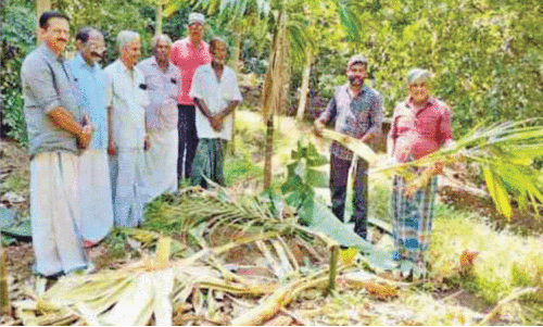 വ​ഴ​ക്കും​പാ​റ​യി​ൽ വീ​ണ്ടും കാ​ട്ടാ​ന​ക​ൾ കൃ​ഷി ന​ശി​പ്പി​ച്ചു