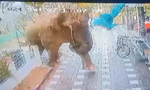 ദൗത്യം മൂന്നാം ദിനത്തിൽ; ആളെക്കൊല്ലി ബേലൂർ മഖ്നയെ പിടികൂടാൻ വനംവകുപ്പ് സംഘം കാട്ടിലേക്ക്