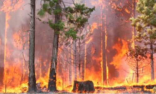 കാട്ടുതീ സാധ്യത;  ഫയർ ലൈൻ തെളിക്കണം