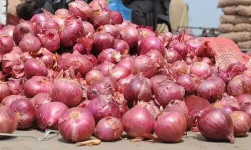 onion