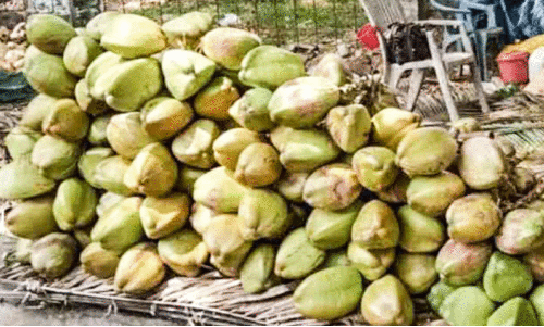 വേനൽ കനത്തു; വഴിയോര കരിക്ക് വിൽപന സജീവം വേനൽ കനത്തു; വഴിയോര കരിക്ക് വിൽപന സജീവം