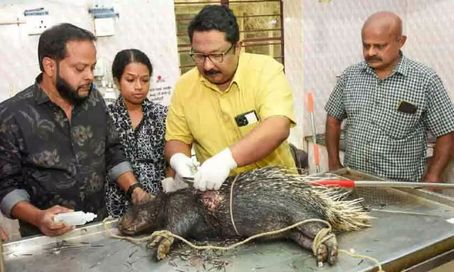 മുറിവേറ്റ മുള്ളന്‍ പന്നിക്ക് ശസ്ത്രക്രിയ