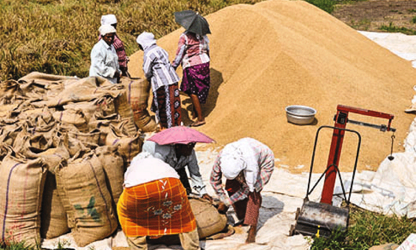 സപ്ലൈകോ നെല്ല് സംഭരണത്തിൽ ഇത്തവണയും വിജിലൻസ് ഇടപെടൽ സപ്ലൈകോ നെല്ല് സംഭരണത്തിൽ ഇത്തവണയും വിജിലൻസ് ഇടപെടൽ