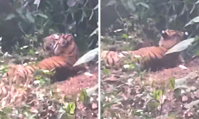 കൊട്ടിയൂരിൽ കൃഷിയിടത്തിലെ കമ്പിവേലിയിൽ കടുവ കുടുങ്ങി VIDEO