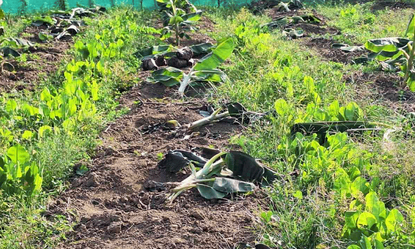 കൃഷി നശിപ്പിച്ച്, ആക്രമണ ഭീതിയുയർത്തി കാട്ടുപന്നികൾ കൃഷി നശിപ്പിച്ച്, ആക്രമണ ഭീതിയുയർത്തി കാട്ടുപന്നികൾ