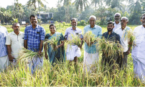 ചായക്കടക്കൊപ്പം കൃഷിയിലും മികവ് തെളിയിച്ച് ഷംസുദ്ദീൻ