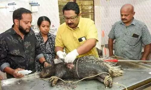 മുറിവേറ്റ മുള്ളന്‍ പന്നിക്ക് ശസ്ത്രക്രിയ