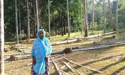 wild elephant days of terror in Pallivasal