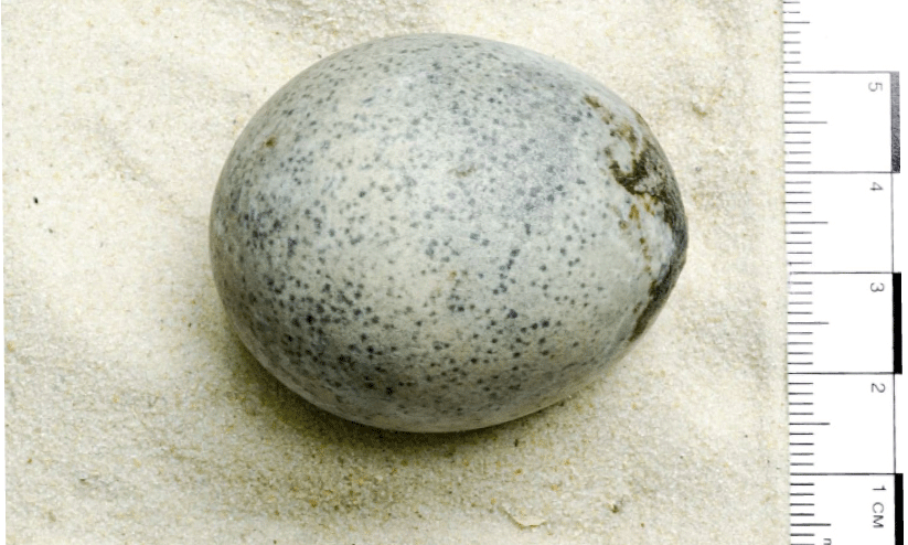 1700 വർഷമായ ഫ്രഷ് മുട്ട