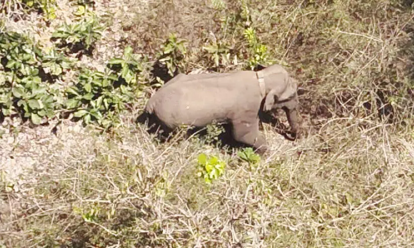 belur magna belur magna