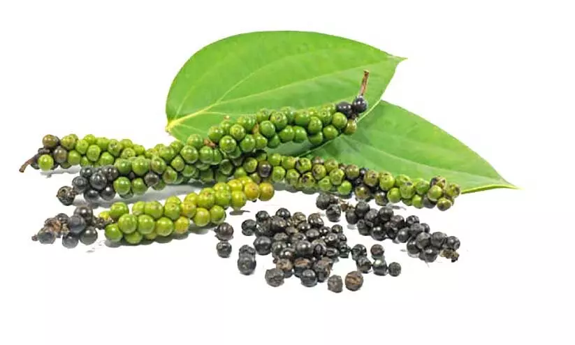 വിളവെടുപ്പ്​ തുടങ്ങി; വിലയിടിവും