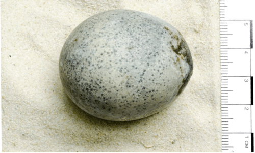 1700 വർഷമായ ഫ്രഷ് മുട്ട