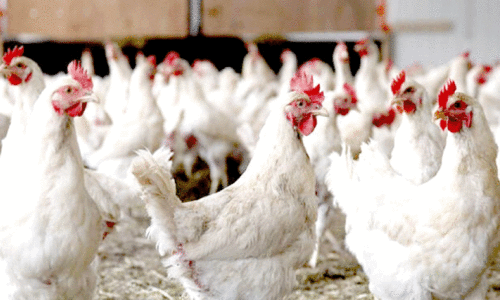 കോഴിവില റെക്കോഡിലേക്ക്​; ലോബികൾക്ക് കടുംപിടിത്തം