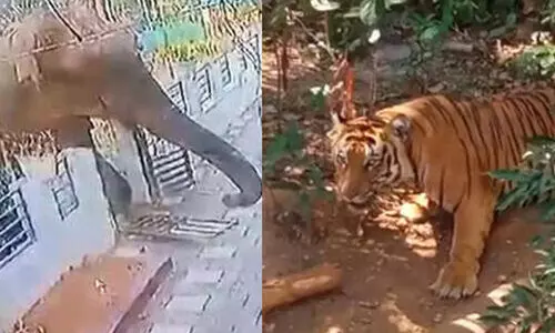 ആളക്കൊല്ലി ആനക്കു പിന്നാലെ ചാലിഗദ്ദയിൽ കടുവയും; നാട്ടുകാർ ഭീതിയിൽ -വിഡിയോ