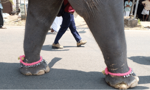 ആനകൾക്ക് മർദനം: പാപ്പാന്മാർക്ക് വീഴ്ചയില്ലെന്ന് ദേവസ്വം