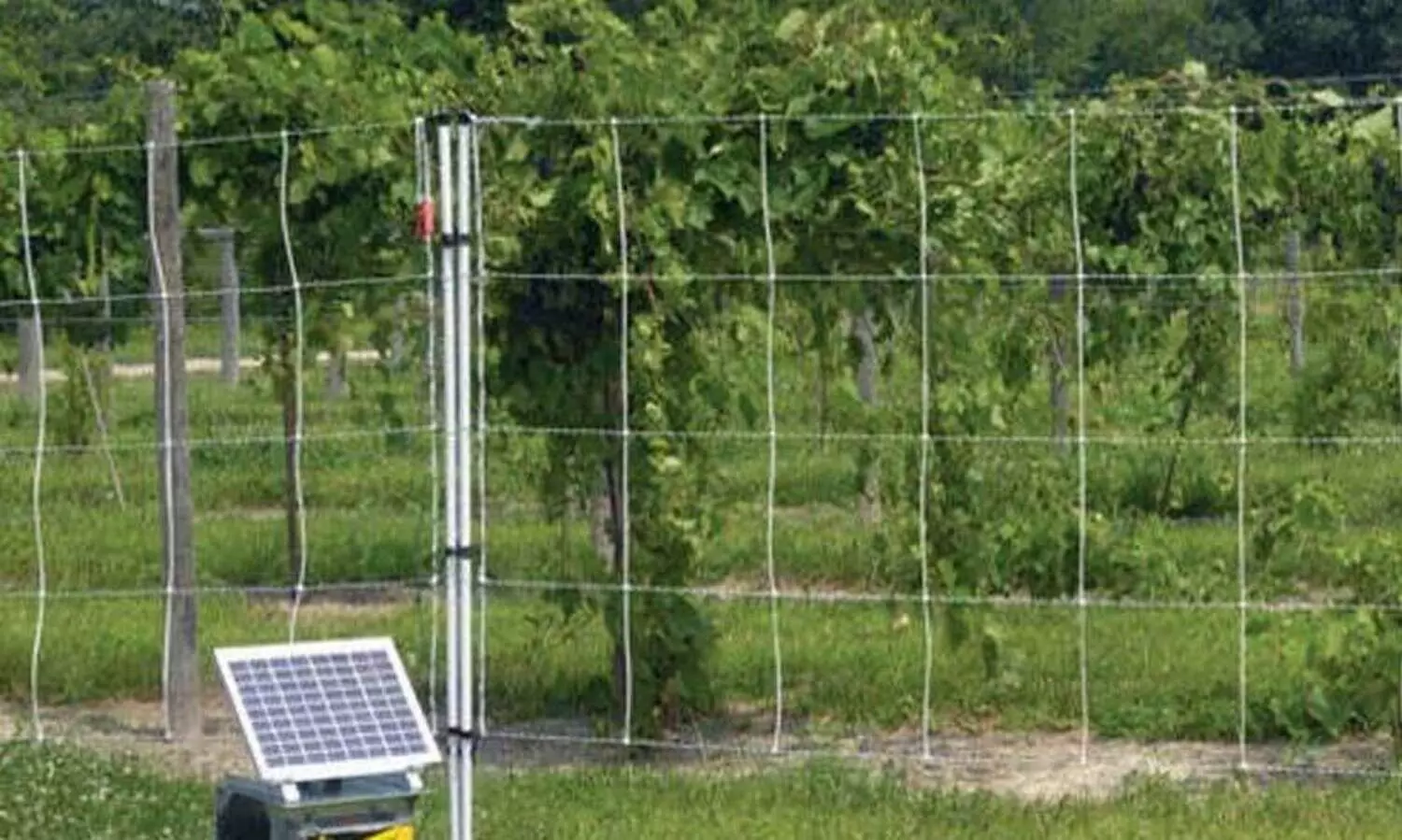 representational image