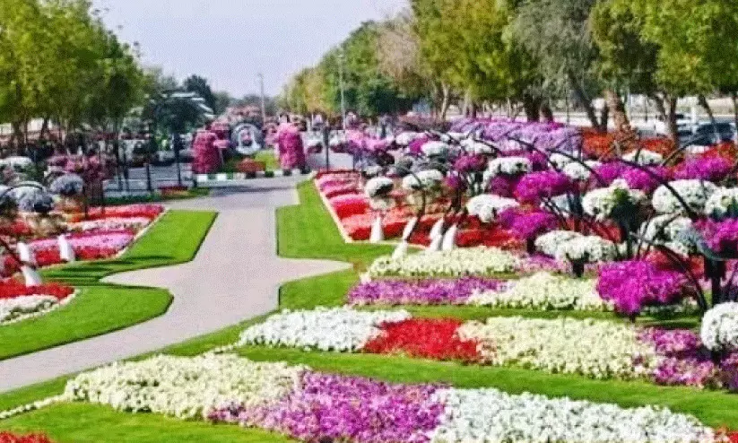 യാംബു പുഷ്പമേളക്ക് ഇന്ന്‌ കൊടിയേറ്റം