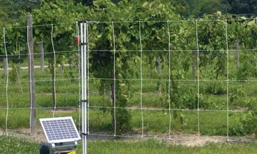 representational image representational image