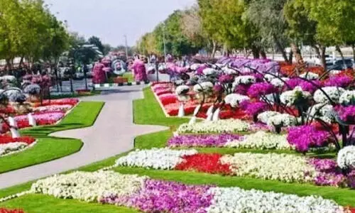 യാംബു പുഷ്പമേളക്ക് ഇന്ന് കൊടിയേറ്റം യാംബു പുഷ്പമേളക്ക് ഇന്ന് കൊടിയേറ്റം